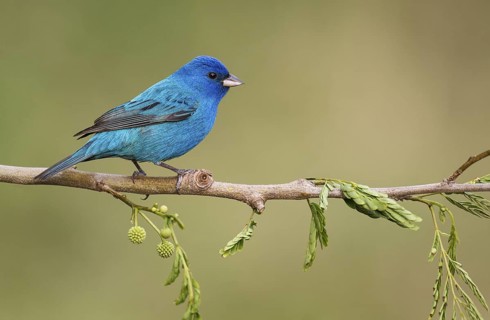Indigo Bunting (Passerina cyanea) male perched on a branch, Texas, USA