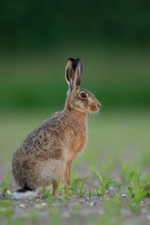 European brown hare (Lepus europaeus) adult animal in a farmland maize crop in the summer, England,