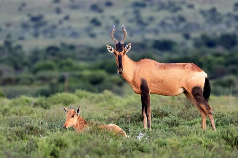 Red hartebeest (Alcelaphus buselaphus caama), kaama, adult, female, mother, young, social