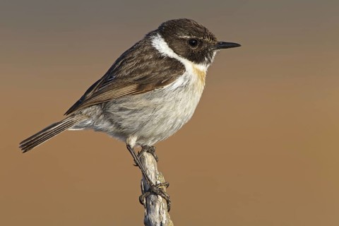 Canary Islands Stonechat (Saxicola dacotiae), Fuerteventura, Spain