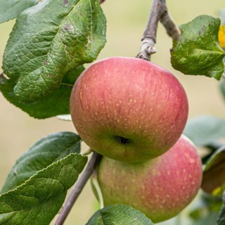Apple (Malus domestica 'Baumann's Reinette'),  Germany