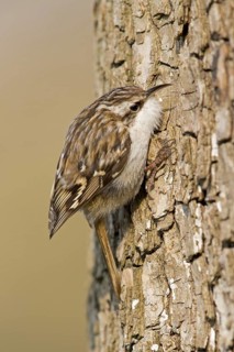 Short-toed Treecreeper (Certhia brachydactyla), Baden-Wuerttemberg, Germany