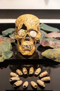 Offering of human skull and shells, archaeological site and museum of Templo Mayor, Mexico City,