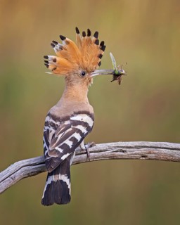 Eurasian Hoopoe (Upupa epops) with food in its beak, Saxony-Anhalt, Germany