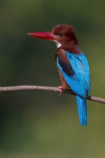 White-throated Kingfisher (Halcyon smyrnensis) perched on a branch, Penang, Malaysia