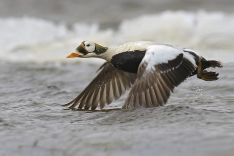 Spectacled Eider (Somateria fischeri) male, Alaska, USA