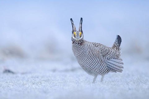 Greater Prairie Chicken (Tympanuchus cupido) male, Colorado, USA