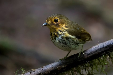 Ochre-breasted Antpitta (Grallaricula flavirostris), Pichincha, Ecuador