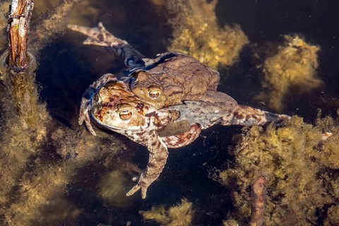 Common toad (Bufo bufo) in water, mating, male and female, moor pond, Oberstdorf, Oberallgäu,
