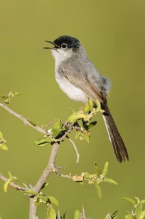 Black-tailed Gnatcatcher (Polioptila melanura) singing, Arizona, USA