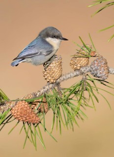White-breasted Nuthatch (Sitta carolinensis) perched on a conifer branch, Colorado, USA