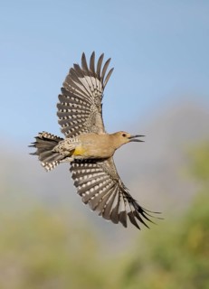 Gila Woodpecker (Melanerpes uropygialis) female calling in flight, Arizona, USA