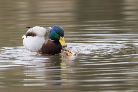 Mallard ducks (anas platyrhynchos) mating, Hesse, Germany