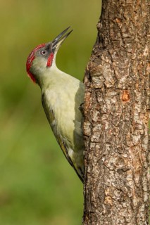 European Green Woodpecker (Picus viridis), adult male perched on a tree, Castilla Leon, Spain