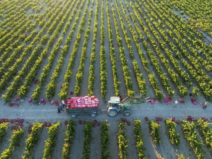 Vintage at the vineyard of the Bodega González Byass near the town of Jerez de la Frontera. Aerial
