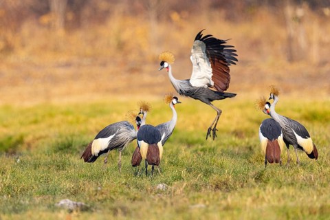 Crowned Crane (Balearica regulorum) courtship behavier South Luangwa NP Zambia August