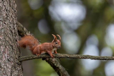Young red squirrel (Sciurus vulgaris) at the beginning of its independence, animal children, sweet,