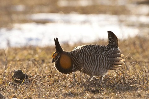 Greater Prairie Chicken (Tympanuchus cupido) male displaying, Wisconsin, USA
