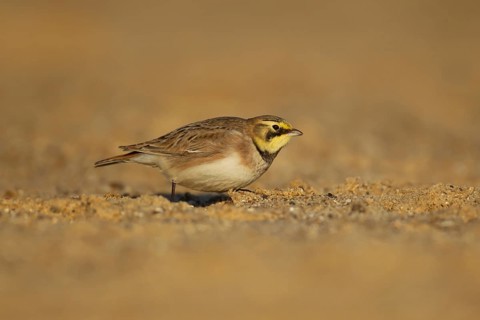 Shore lark or Horned lark (Eremophila alpestris) adult bird on a beach, Suffolk, England, United