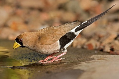 Masked Finch (Poephila personata), Western Australia, Australia