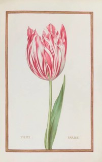 Tulips, Historical, digitally enhanced reproduction from Theatrum florae (1624) by Daniel Rabel