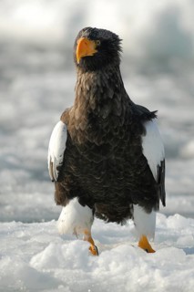 Steller's Sea Eagle (Haliaeetus pelagicus), Hokkaido, Japan