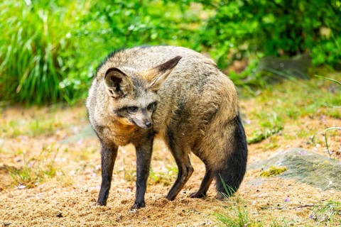 Bat-eared fox (Otocyon megalotis) walking on the ground looking for food, Bavaria, Germany