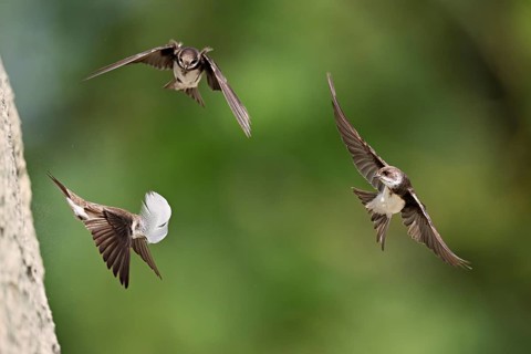 Sand martins (Riparia riparia), in flight, Reussegg nature reserve, Canton Aargau, Switzerland