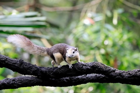 Finlayson's squirrel (Callosciurus finlaysonii), adult, on tree, foraging, Singapore, Southeast