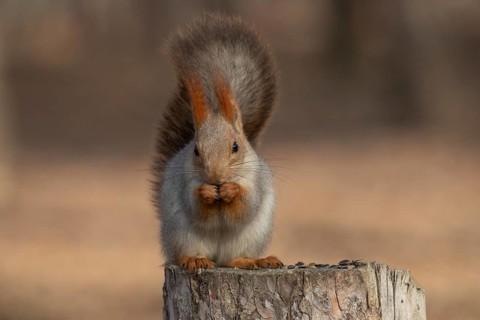 Squirrel in a park. Krasnodar. Russia
