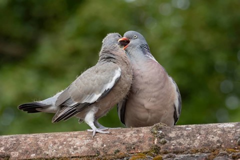 Wood pigeon (Columba palumbus) adult parent garden bird feeding a juvenile baby squab bird on an