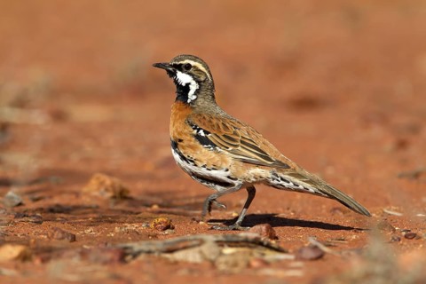 Chestnut-breasted Quail-thrush (Cinclosoma castaneothorax) male, Queensland, Australia