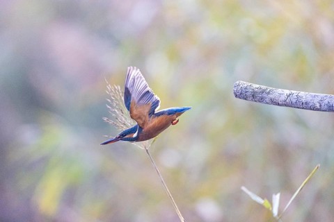 Kingfisher (Alcedo atthis) wbl Germany