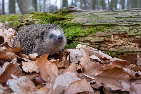 Hedgehog (Erinaceidae) on the forest floor looking for winter quarters, Cloppenburg, Lower Saxony,