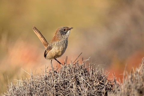 Short-tailed Grasswren (Amytornis merrotsyi pedleri), South Australia, Australia