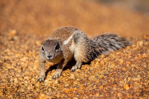 Cape ground squirrel (Xerus inauris), Pontok-Berge, Spitzkoppe, Große Spitzkuppe Nature Reserve,
