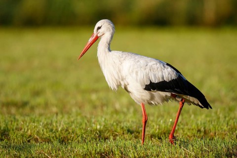 White Stork (Ciconia ciconia) foraging, North Rhine-Westphalia, Germany
