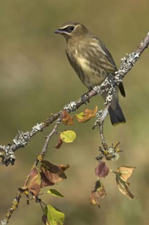 Cedar Waxwing (Bombycilla cedrorum), British Columbia, Canada