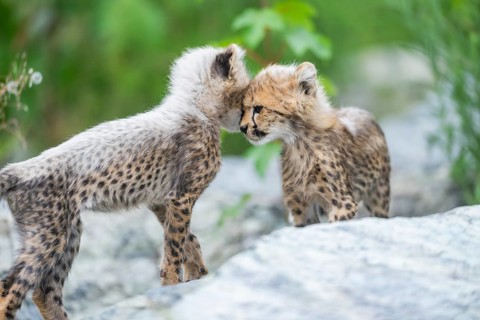 Cheetah (Acinonyx jubatus) youngsters playing with each other, captive, occurrence Africa