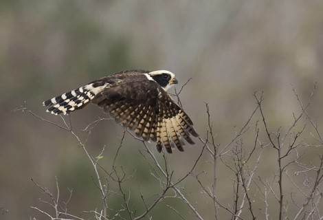 Laughing Falcon (Herpetotheres cachinnans) flying, Manabi, Ecuador