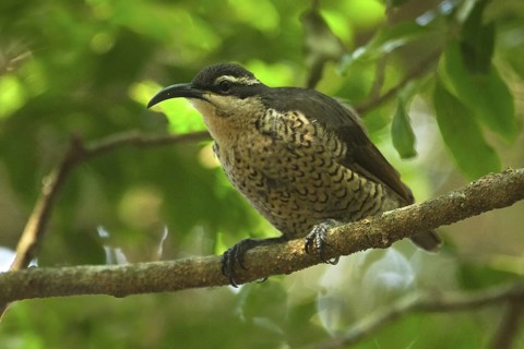 Paradise Riflebird (Ptiloris paradiseus) female, Queensland, Australia