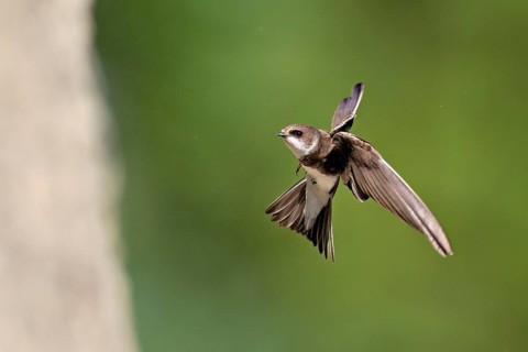 Sand martin (Riparia riparia), approaching the breeding tube, Reussegg nature reserve, Canton