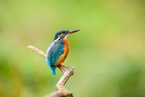 Common kingfisher (Alcedo atthis) sitting on an old wooden branch in late summer, wildife, Bavaria,