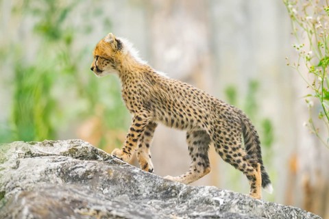 Cheetah (Acinonyx jubatus) youngster walking on a rock, captive, occurrence Africa