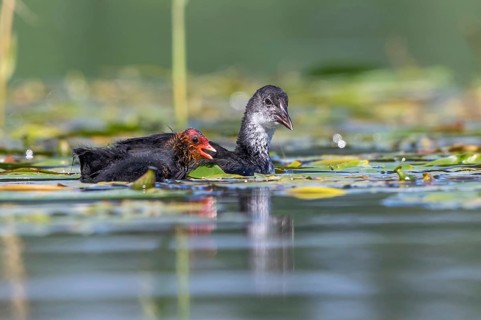 Eurasian Coot (Fulica atra) young bird from first brood leading young bird from second brood,