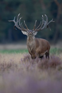 Red deer in rut, Hooge Veluve, Holland