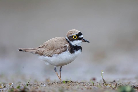 Little Ringed Plover (Charadrius dubius) male, North Rhine-Westphalia, Germany