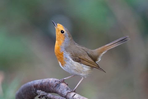 European Robin (Erithacus rubecula), North Rhine-Westphalia, Germany