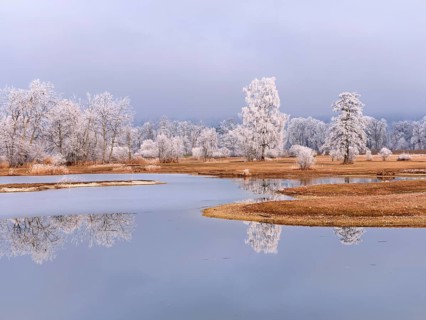 Frozen pond and trees in hoarfrost, nature reserve, Schoren, Mühlau, Freiamt, Aargau Canton,
