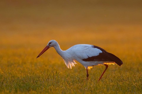 White Stork (Ciconia ciconia) foraging, North Rhine-Westphalia, Germany